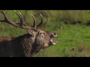 Elk Deer mating call Sound|| Original Voice for Attracting Female Elk cows|| WildLife
