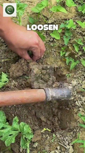 Smart Farming Hacks for a Bigger Harvest! 🌱🚜