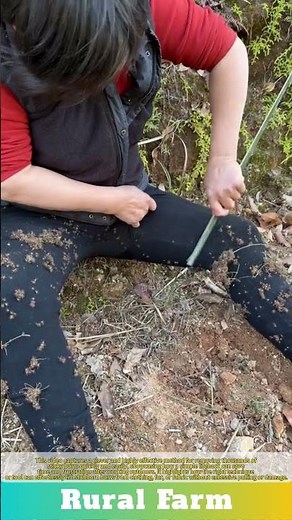 The Ultimate Lifehack: The Easiest Way to Remove Thousands of Sticky Burrs