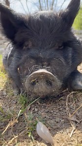 Stay tuned to our social media stories! Starting Sunday, Farm Fest kicks off with a Keeper Takeover everyday! Then on Saturday March 30th, it’ll be a full day of enrichment, games, and educational opportunities to learn more about our animals in Once Upon a Farm. So be on the lookout! #memphiszoo #zoo #farm #farmanimals #hogs #pigs #cute #fun #enrichment #farmfest | Memphis Zoo