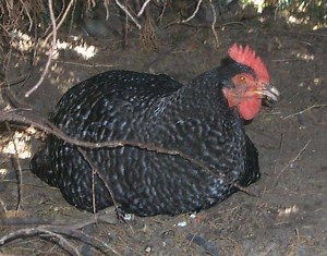 A Conversation With The Mayor Regarding Chicken Zoning