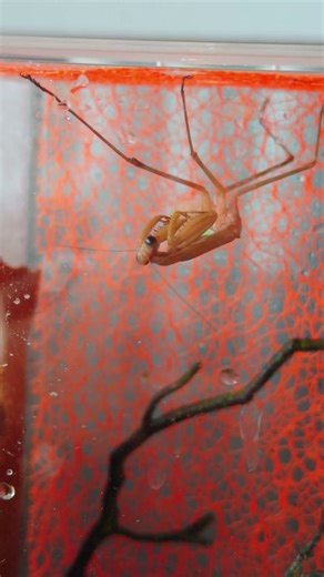 The mantis has spotted its prey and is ready to hunt.