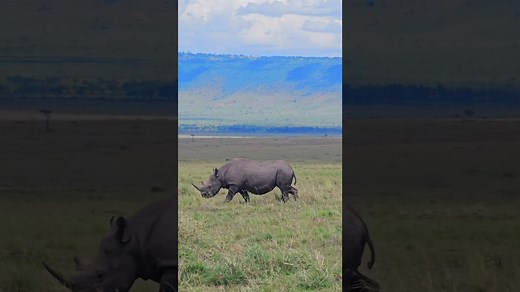 Black Rhino Caught on Camera—Rare Sight in the Wild