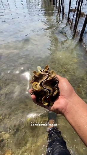 539K views · 18K reactions | SAYA ADA IDE | Melestarikan Kerang Kima dengan Cara Begini ....Bagaimana Menurut Kalian??? | Banggona Yasir | Facebook