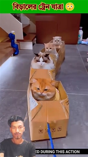 The cat train went😳.#shortvideo
