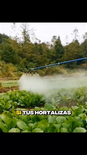 Arboles Frutales en Maceta on Instagram: "⚠️El SECRETO para eliminar los pulgones de tus plantas 🌿 🚨Si quieres aprender más, toca el enlace de mi perfil #jardin #jardineria #bonsai #arbolesfrutales #arbolesfrutalesenmaceta"