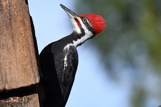 Everything You Need To Know About Woodpeckers In Nova Scotia