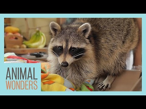 Ringo the Raccoon Helps Unbox Fan Mail | Animals Play With the Toys!!