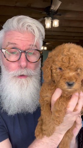 Why Goldendoodle Littermates Don't All Look the Same 🐾 #shorts