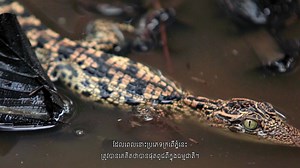 1K views · 52 reactions | The 25 years of Siamese Crocodile Conservation in Cambodia! Follow us to discover more about our efforts to protect Cambodia's incredible biodiversity! | Fauna & Flora - Cambodia Programme | Facebook