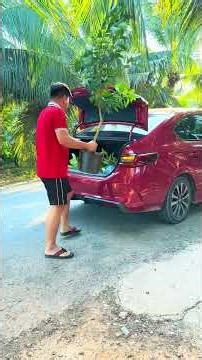 Quýt đường không hạt giao Tam Hiệp