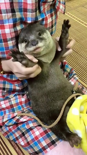 #otter #katespadenyhappydance #cutee #otterlover #dance