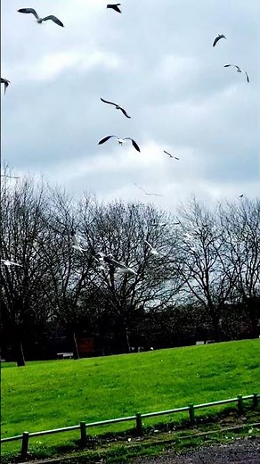 #seagulls Sounds #seagulls flying sound #herring gull call