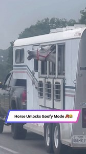 Horse shows off dramatic expressions on the road