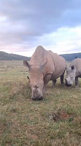 1.4M views · 18K reactions | Everyones favourite rhino Thandi and her...