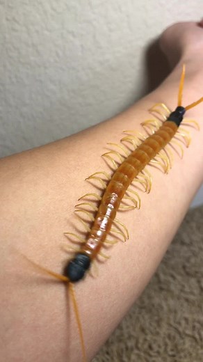 Scolopendra heros #giant #desert #centipede #entomology #myriapod #myriapodology #entomophobia #arachnophobia #chilopod #orange #black #yellow