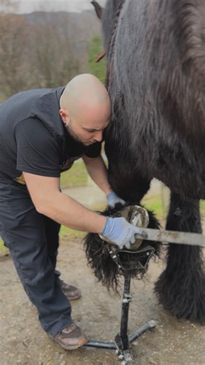 𝗖𝗵𝗮𝗿𝗹𝗲̀𝗻𝗲 ༝ 𝑈𝑛𝑡𝑟𝑎𝑖𝑡𝑑𝑒𝑐𝘩𝑒𝑣𝑎𝑙 | Apprentissage du parage + mini balade 🌳 Pour être plus autonomes nous avons la chance de se faire former par Mathilde (notre pareuse) afin... | Instagram