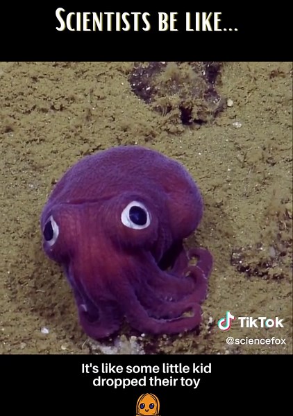 Cute Cuttlefish Reacts - Amazing Animal Scientist Discovery!