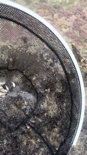 網に入ったのはグレ（メジナ）、ボラ、カゴカキダイ幼魚。タイドプール（潮溜まり）はもう春で、小さな魚、エビ、カニ、アメフラシ等等、小生物の宝庫。家族で捕まえれば、生涯忘れられない思い出になるかも？