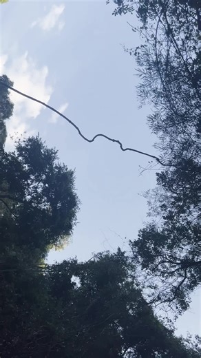 Yung Chaf (@yung.chaf)’s videos with original sound - Yung Chaf