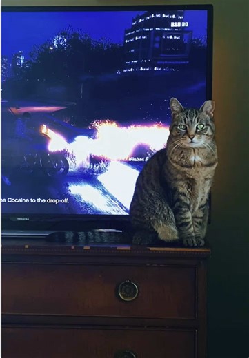 Gamer Girl's Cat Steals the Show