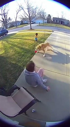Hero Dog Drags Toddler from Reversing Car! (Doorbell Cam)