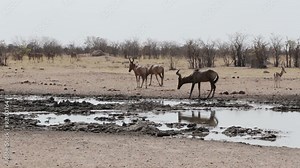 Common tsessebe (Alcelaphus buselaphus) on waterhole,Etosha National Park, Namibia