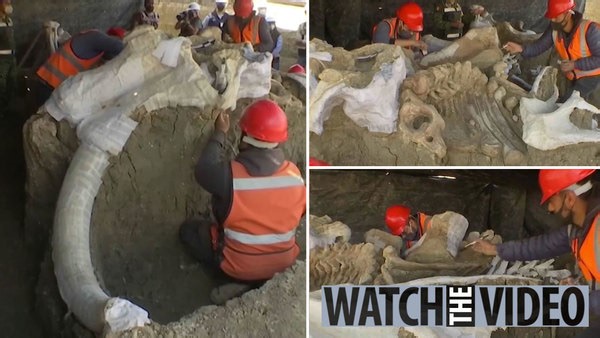 Mammoths 'being brought back from dead' as scientists create 'Arctic elephant'