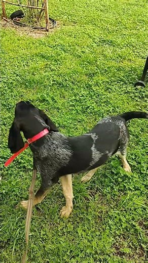 4 month old bluetick is our latest addition