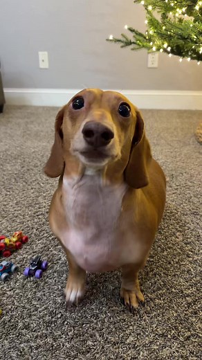 What I Imagine a Dachshund Sounds Like