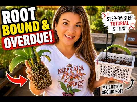 Keep Calm and Repot On | Step-by-Step Cattleya Orchid Repotting Tutorial