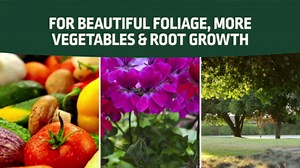 Expert Gardener All Purpose Plant Food Fertilizer, 13-13-13 Formula; 10 lb.