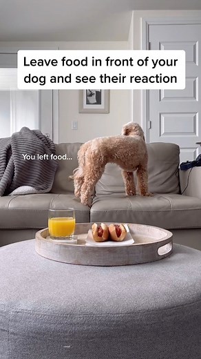 Didn’t expect that from her 😳 #puppiesoftiktok #DogTraining #tiktokdogs | Lunatheminicockapoo