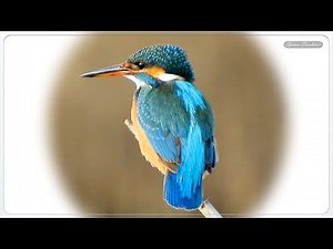 Αλκυόνη Πουλί - Common Kingfisher