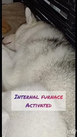 How does a husky sleep when it's cold outside?