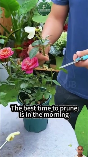 Rose Pruning Secrets Every Beginner Should Know 🌹✂️