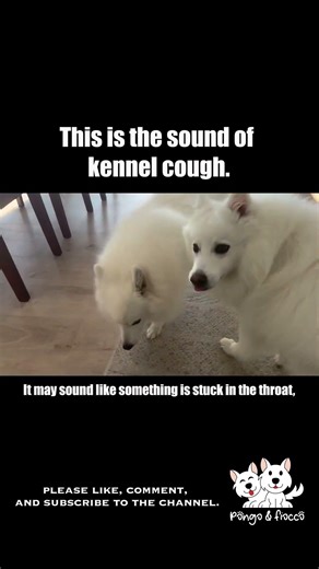 This is what a kennel cough sounds like... #puppy #dogshorts