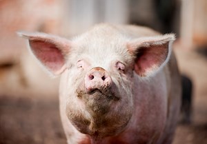 Look who’s squealing now: GMO lovers freak over new study of sick pigs