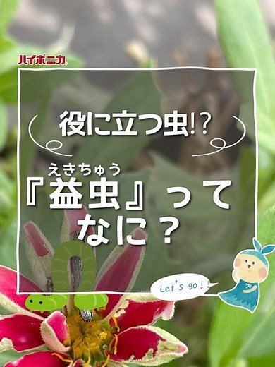 [#Hyponica] What are beneficial insects? [#HomeGardening]