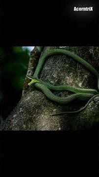 Chrysopelea (Flying Snakes) #flyingsnake #snake #facts