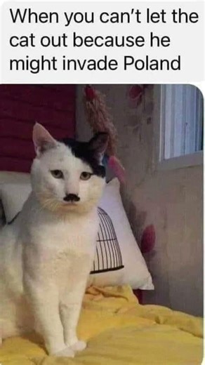 how did this cat escaped Germany??🥀🥀