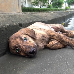 A homeless dog was adopted by a clumsy woman | Animal - Rescue Center