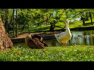 🔴 24/7 Cozy Park Ambience 🌿 Birds, Water & Sunshine for Stress Relief