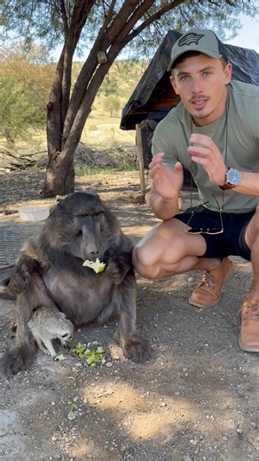 839K views · 10K reactions | As many of you know my sister Cindy the baboon is a very noisy eater  #baboon #funnyanimals #animals #animallover #animalsofinstagram #wildlife | Ruben Namibia | Facebook