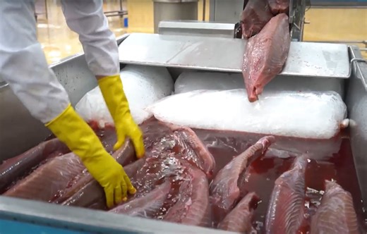 Outcry grows over questionable “vitamin tuna” treatment process