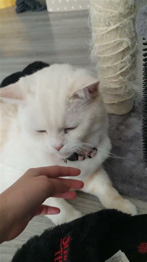 why are you so cute? #lovely #sunbaby #cat #reaction