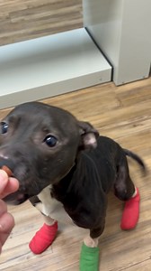 Estella is excited to know her story is being told and hopefully justice will come for her and poor Paula | Friends Forever Animal Rescue