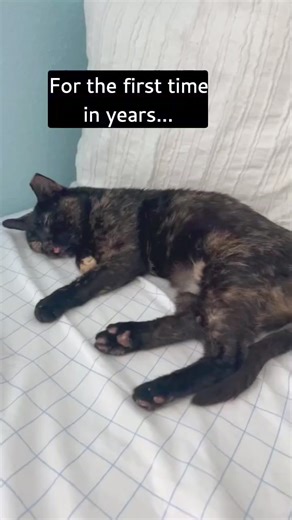 Dyna has been with her foster for over a week...and let's just say she is LOVING it there! Natalie is taking the best care of her, making sure she gets her meds, playing with her and giving her lots of love. Dyna hid for her first day there, but not anymore! Dyna can be found exploring, playing or sitting by the window. She's adjusting well! The next step for Dyna is a consult with a board certified dentist. Based on initial review of the photos, the dentist is thinking she may need a full mouth