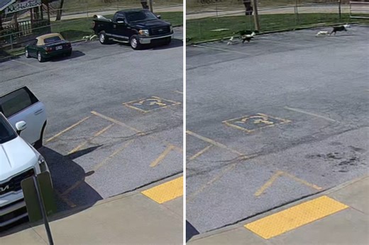 CCTV captures dogs being dumped outside rescue before owner speeds off