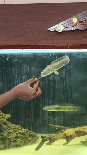 நம்ம வீட்டு பெரிய MONSTER FISH Tank 😱 | Live Feeding 😲 | Murattu Monster Fish Attack | Tamil